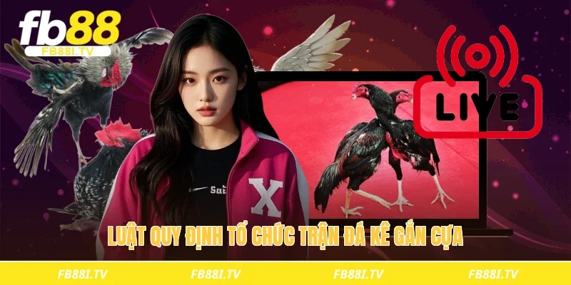 Luật quy định tổ chức trận đá kê gắn cựa