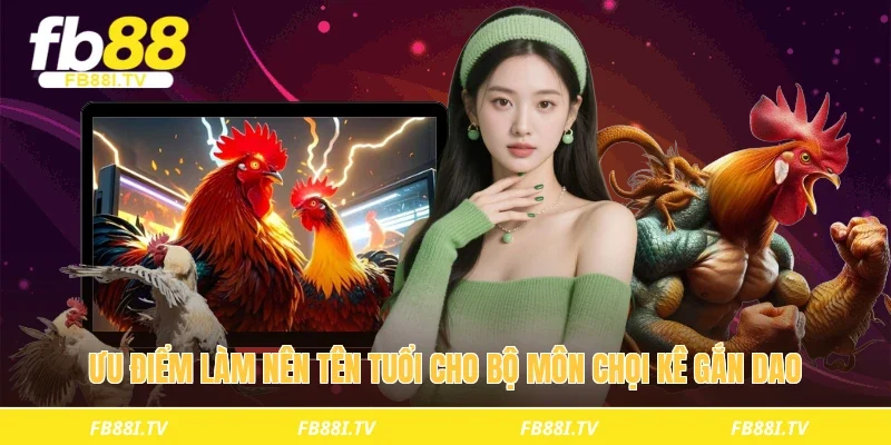 Ưu điểm làm nên tên tuổi cho bộ môn chọi kê gắn dao